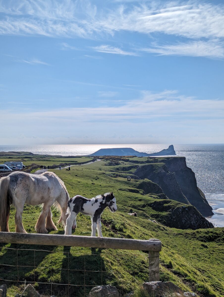 Ponies at Worm's Head